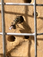 Chelostoma florisomne