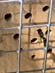 Chelostoma florisomne