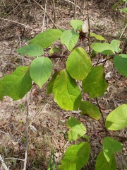 Clerodendrum tomentosum