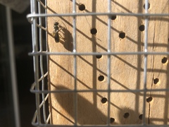 Chelostoma florisomne