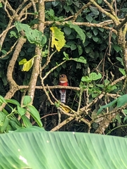 Trogon personatus