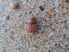 Tritia reticulata