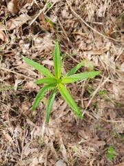 Gomphocarpus