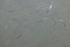 Acanthopagrus australis