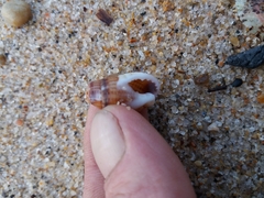 Tritia reticulata