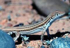 Acanthodactylus boskianus