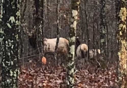 Elk photographed in Missouri
