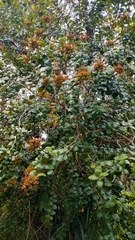 Metrosideros fulgens