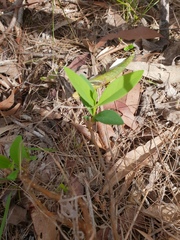 Wikstroemia indica