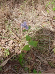 Ageratum houstonianum