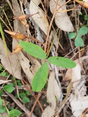 Glycine tabacina