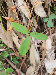 Glycine tabacina