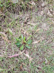 Plantago debilis