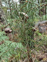 Hakea decurrens physocarpa