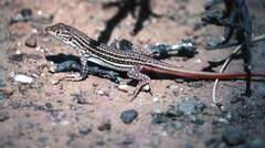 Acanthodactylus erythrurus