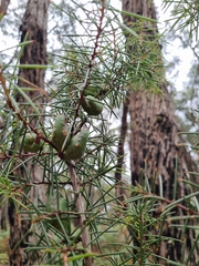 Hakea decurrens physocarpa