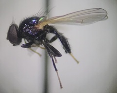 Lonchaea