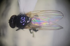 Lonchaea