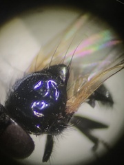 Lonchaea