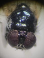 Lonchaea