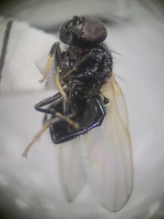 Lonchaea