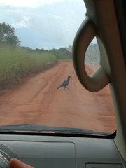 Bucorvus abyssinicus