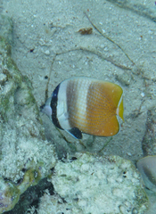 Chaetodon kleinii