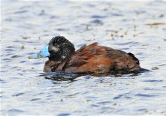 Oxyura ferruginea