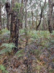 Hakea decurrens physocarpa