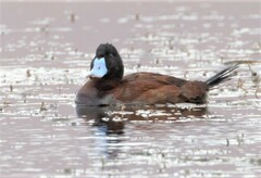 Oxyura ferruginea