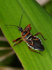 Apiomerus spissipes