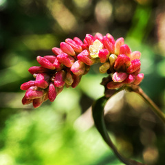 Persicaria tomentosa
