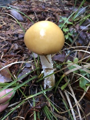 Stropharia ambigua