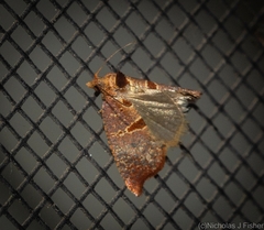 Glyphidoptera insignana