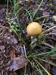 Stropharia ambigua