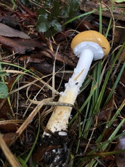 Stropharia ambigua