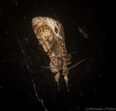 Zalissa catocalina