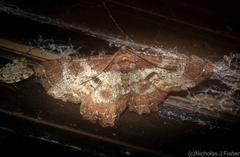 Paradromulia ambigua