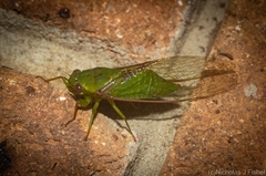 Chlorocysta vitripennis