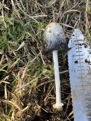 Coprinus comatus