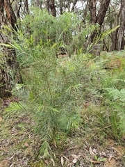 Acacia stricta