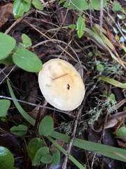 Stropharia ambigua