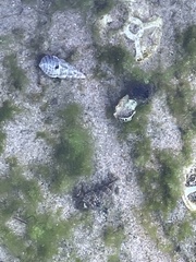 Batillaria australis