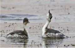 Podiceps occipitalis