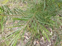 Acacia stricta