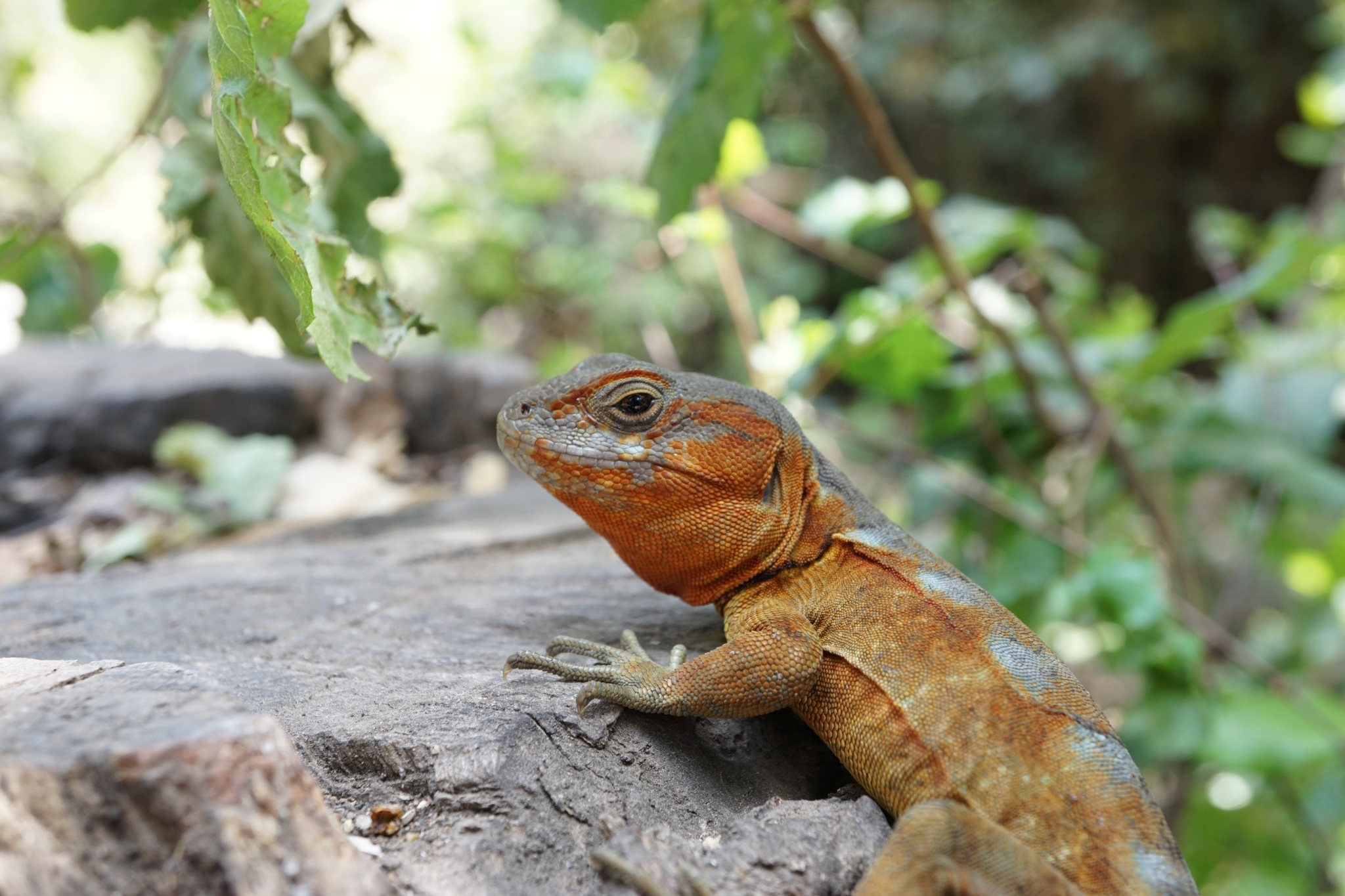 Pristidactylus torquatus (Philippi, 1861)