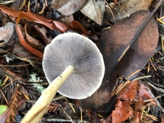 Stropharia ambigua