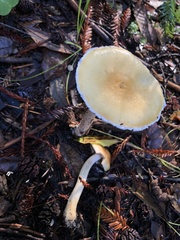 Stropharia ambigua