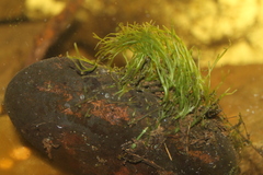 Podostemum ceratophyllum