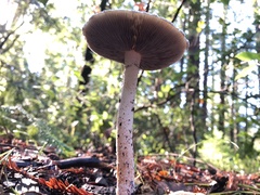 Stropharia ambigua